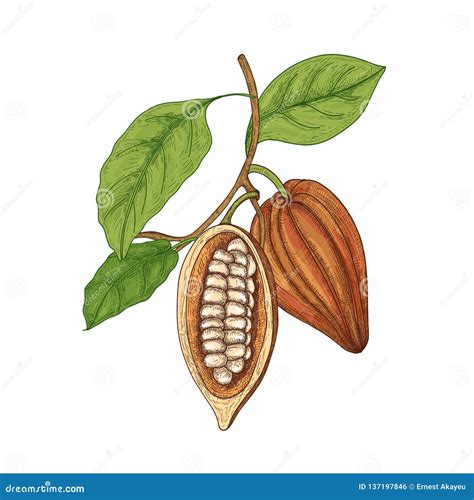 Disegno botanico della pianta del cacao con i suoi frutti (cabosse) e semi
