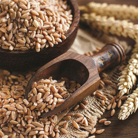 Schema comparativo delle caratteristiche nutrizionali del farro dicoccum rispetto al grano