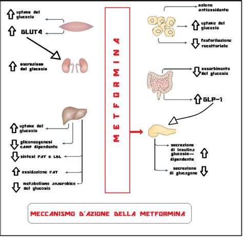Schema semplificato del meccanismo d'azione della metformina nel controllo della glicemia