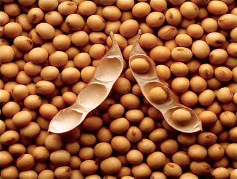 Illustrazione stilizzata dei semi di soia e del processo di produzione del tofu