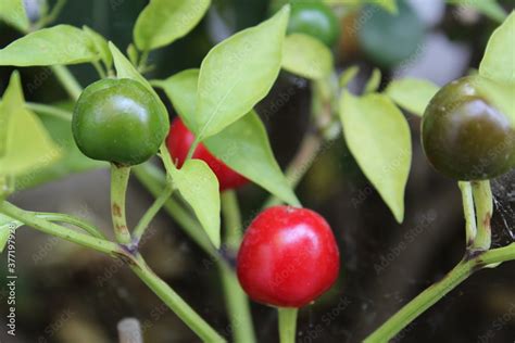Pianta di peperoncino Cayambe con frutti rossi e verdi