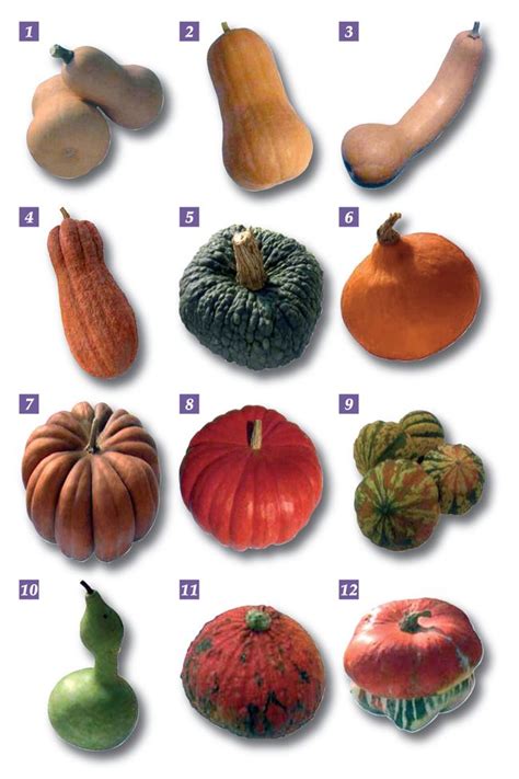infografica con diverse varietà di zucca e loro utilizzi in cucina