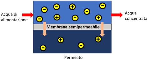 Schema che illustra il movimento dell'acqua attraverso una membrana semipermeabile in un esperimento con patata e sale, mostrando le zone a diversa concentrazione.