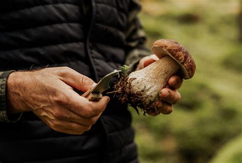 Schema di pulizia e taglio dei funghi porcini