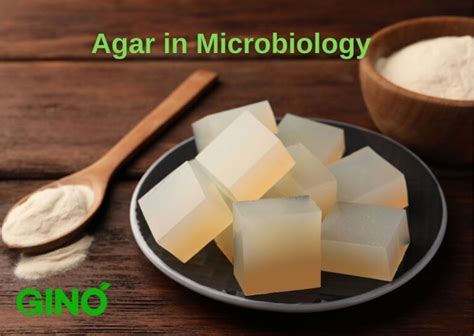 confronto visivo tra la consistenza della gelatina animale e quella dell'agar agar