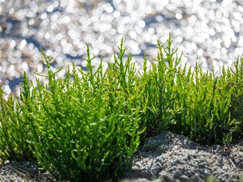 Grossolana rappresentazione della salicornia selvatica che cresce vicino al mare.