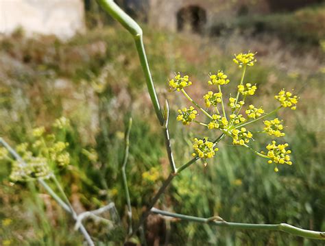 Foglie di finocchietto selvatico in primo piano, con sfondo sfocato della macchia mediterranea.
