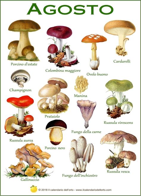 Illustrazione dei diversi tipi di funghi commestibili: porcini, ovoli, chiodini e finferli