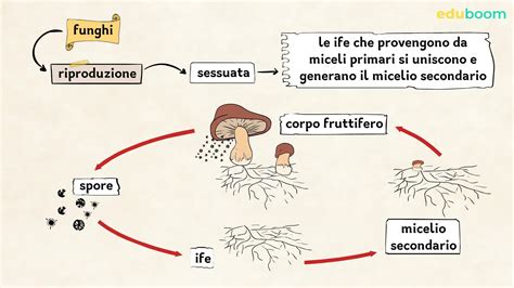 Schema illustrativo dei passaggi per la pulizia dei funghi porcini