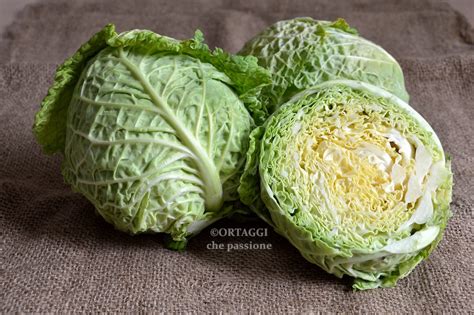 Immagine di una verza fresca con foglie verdi
