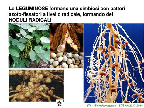Illustrazione schematica della formazione dei noduli radicali nelle leguminose