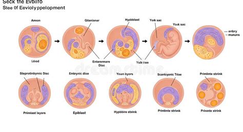 Diagramma illustrativo delle fasi di sviluppo di un nodulo radicale