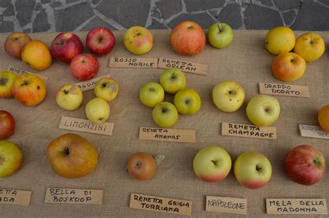 Immagine di diverse varietà di mele antiche italiane