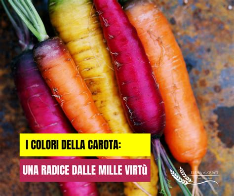 Illustrazione dell'evoluzione della carota, dal viola all'arancio