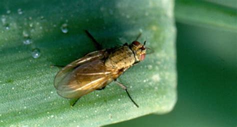 Illustrazione della mosca della cipolla e delle sue larve che danneggiano una cipolla.