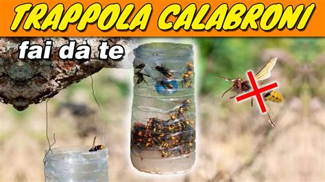 Illustrazione di un calabrone e di una bottiglia di plastica utilizzata come trappola