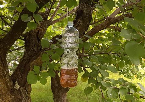 Schema dettagliato di come tagliare e assemblare una bottiglia di plastica per creare una trappola per calabroni