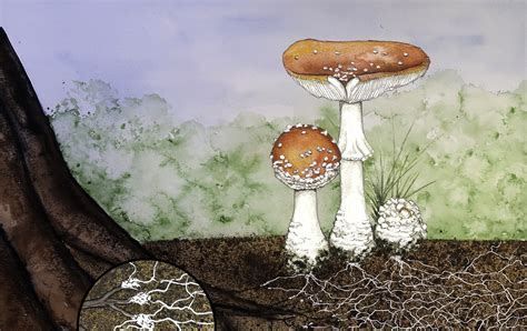 Schema dell'ecosistema forestale con enfasi sul ruolo dei funghi decompositori e micorrizici