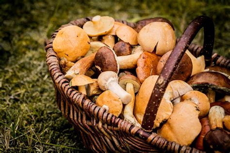 Guida micologa che mostra funghi commestibili e velenosi ai partecipanti in un bosco