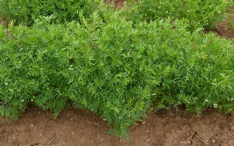 Campo di lenticchie biologiche in Abruzzo