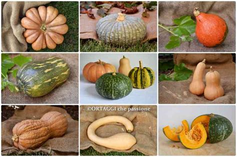 selezione di zucche di diverse varietà