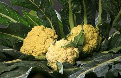 Il caratteristico broccolo di Torbole, piccolo e con infiorescenza gialla, in un campo coltivato sulle rive del Lago di Garda.