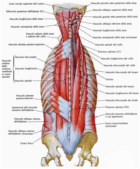 Illustrazione schematica della colonna vertebrale con enfasi sui muscoli e i nervi.