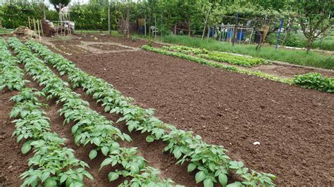 Coltivazione di patate in un campo