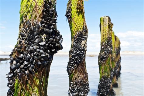 Immagine di un allevamento di cozze su pali in mare