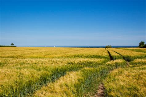 campo di grano vicino al Mar Baltico