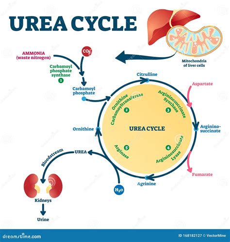 schema del ciclo dell'acido urico nel corpo e i meccanismi di formazione della gotta
