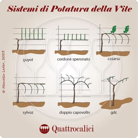 Schema che illustra le corrette tecniche di potatura per il finger lime