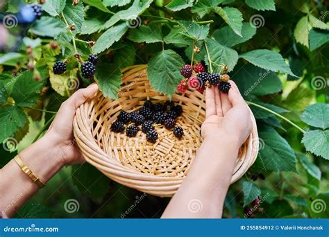 Immagine di mani che raccolgono delicatamente i frutti di finger lime maturi