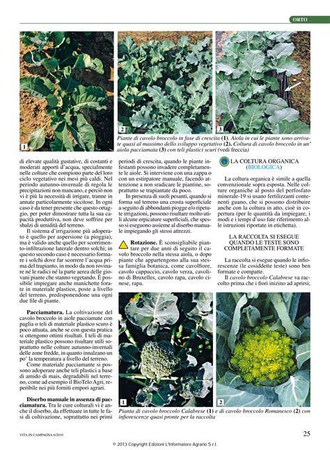 Illustrazione botanica del cavolo cinese, evidenziando la forma delle foglie e delle coste.