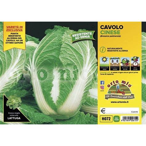 Un orto con piante di cavolo cinese in diverse fasi di crescita.
