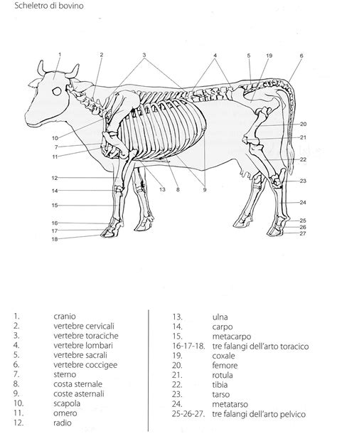 Schema anatomico del bovino con evidenziata la zona del chuck roll.