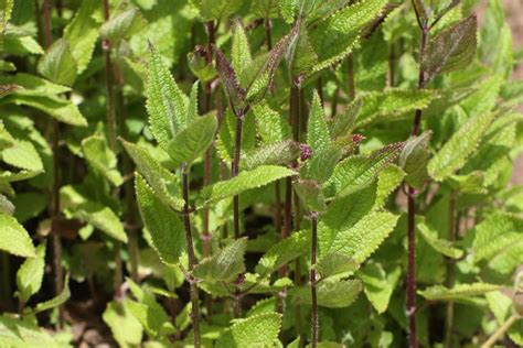 schema botanico della pianta di Stachys affinis con evidenziati rizomi tuberosi