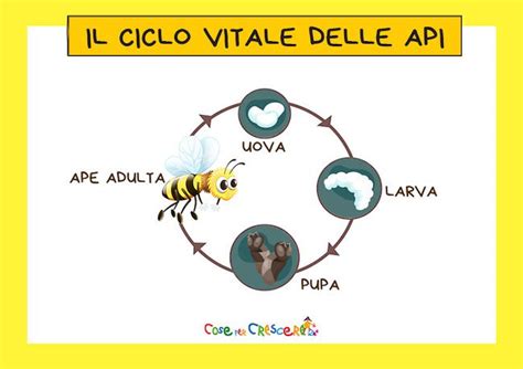 Schema che illustra il ciclo vitale del carpocapsa e le relative strategie di contrasto.