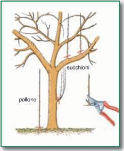 Illustrazione delle diverse tecniche di potatura del melo cotogno: rimozione polloni, succhioni e accorciamento rami.