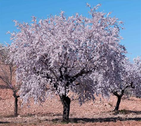Disegno schematico di un albero di mandorlo con indicazione delle parti principali: tronco, rami, foglie, fiori e frutti.