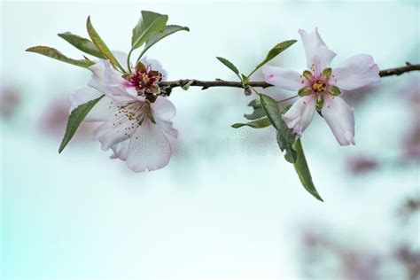 Primo piano di fiori di mandorlo bianchi e rosa su un ramo, con sfondo sfocato.