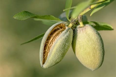 Immagine ravvicinata di un frutto di mandorlo aperto, che mostra il guscio legnoso e il seme (mandorla).