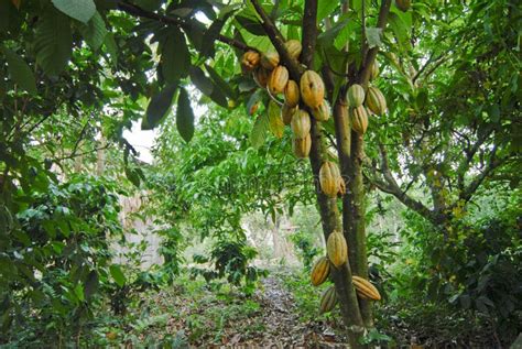 Albero di cacao in una piantagione tropicale