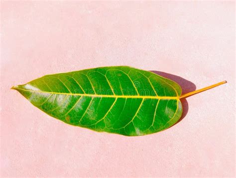 Dettaglio di una foglia di cacao con venature terziarie e pulvini al picciolo