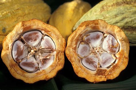 Cabossa di cacao aperta che mostra le fave immerse nella polpa