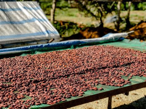 Fave di cacao in fase di essiccazione al sole