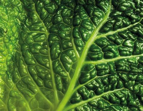 Foglie di verza sbollentate e pronte per essere riempite