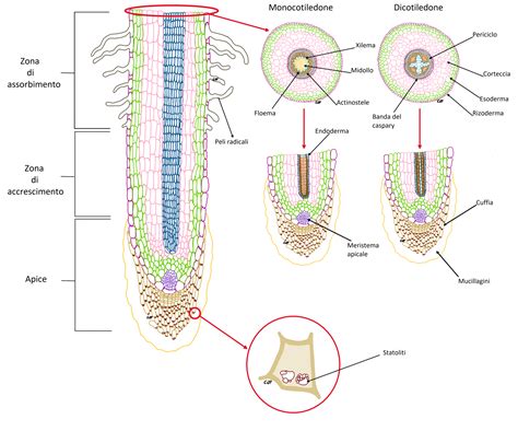 Schema botanico del porro, evidenziando apparato radicale, fusto e foglie