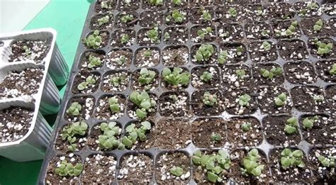 Piantine di porro in semenzaio e in pieno campo