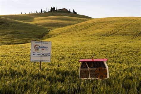 Illustrazione di un mulino tradizionale con campi di grano e fiori di campo, richiamando il logo storico di Mulino Bianco.